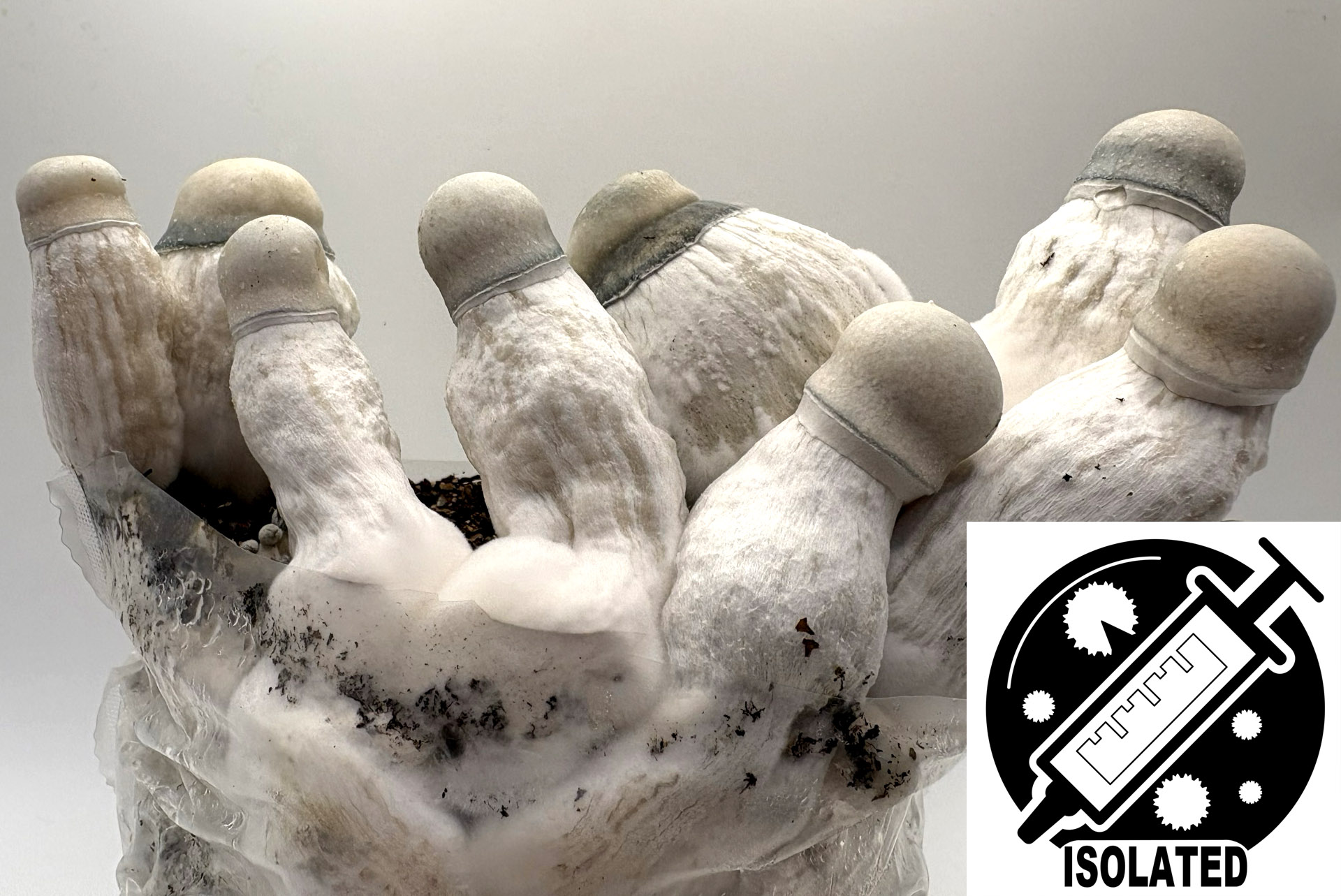 MONTHLY FEATURE: Ps. cubensis : Pearly Gates Spore Isolate Syringe